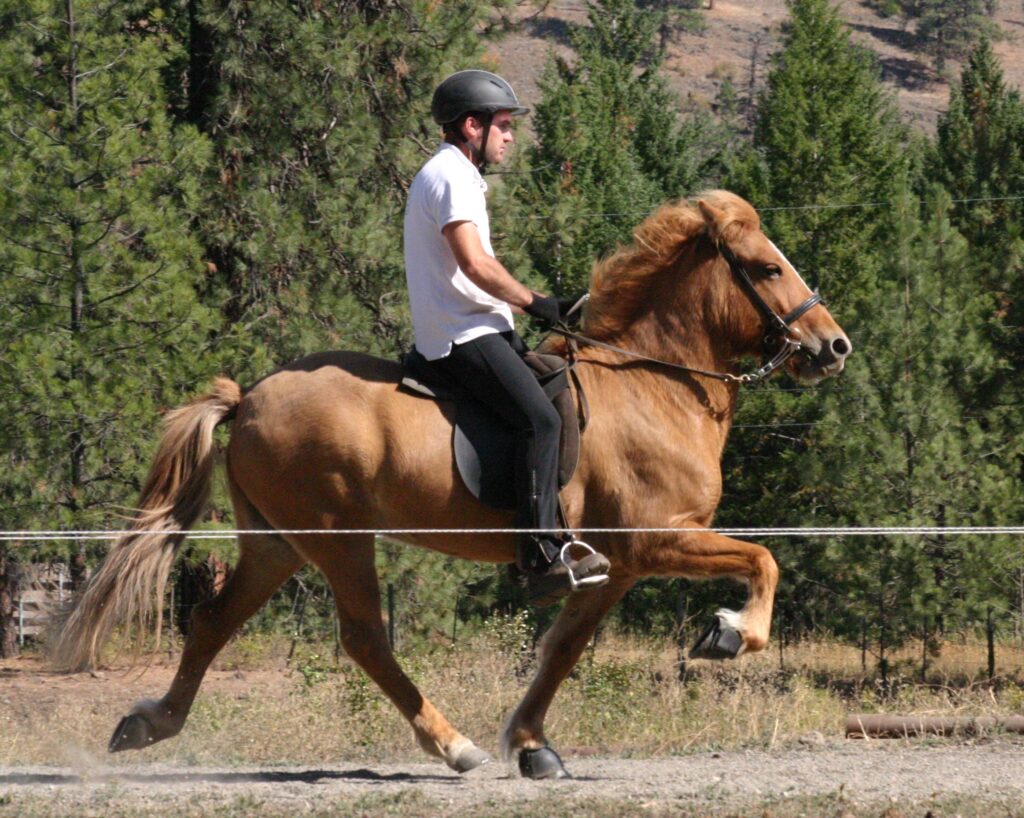 first prize mare Jodis fra Fitjamyri