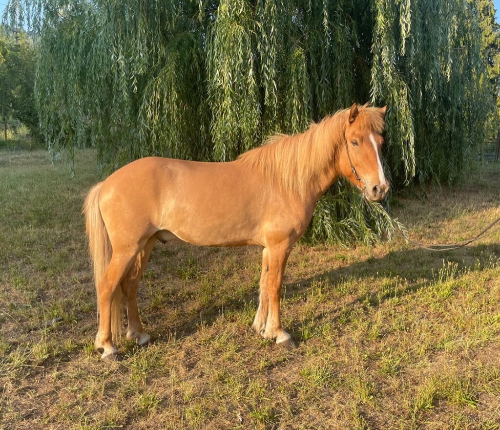 Jónki standing